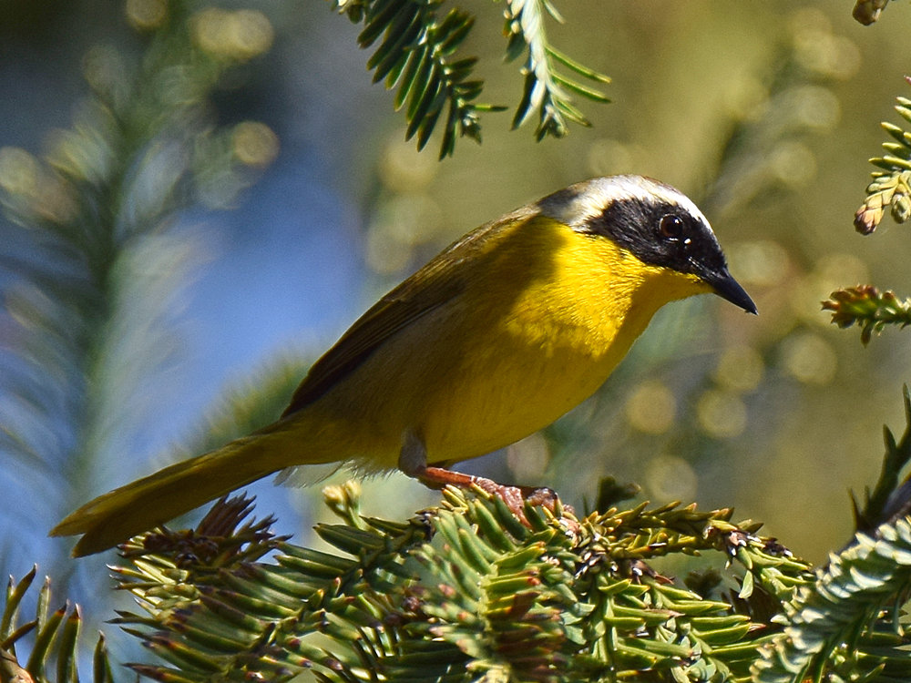 YellowThroat.jpg