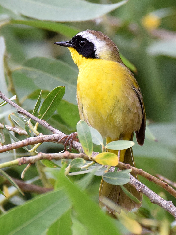Yellowthroat.jpg