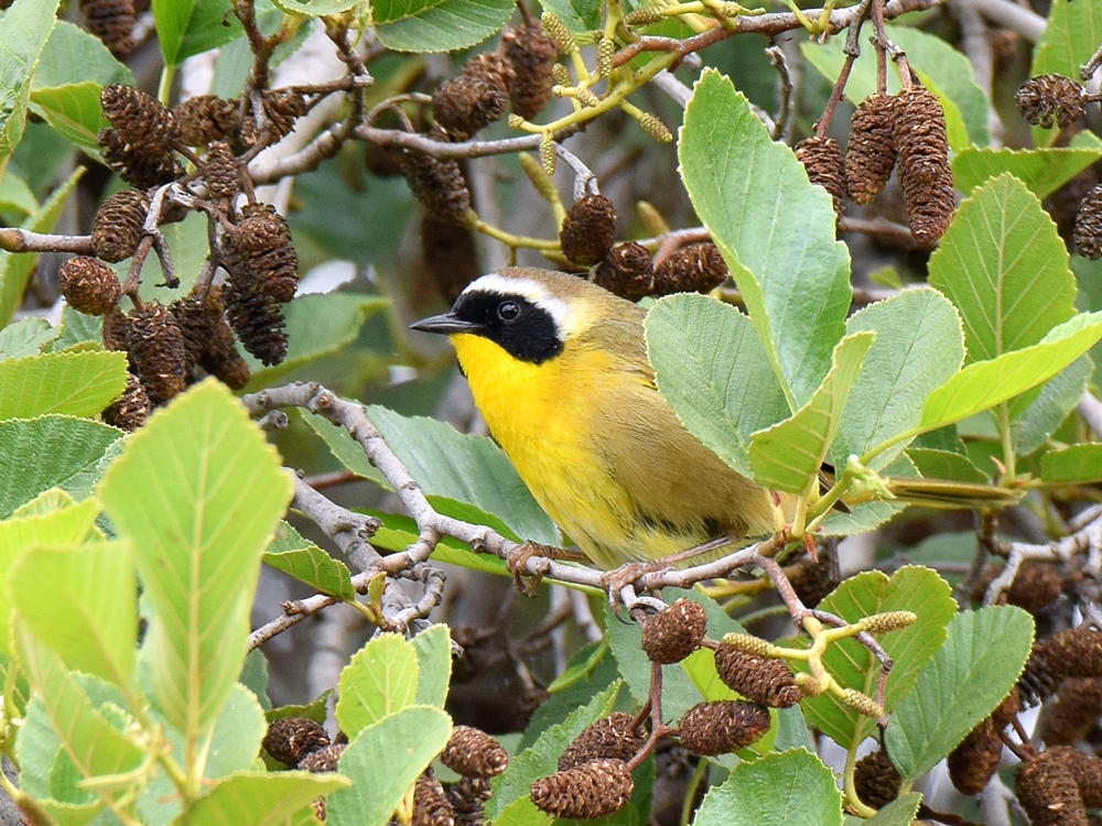 YellowThroat.jpg