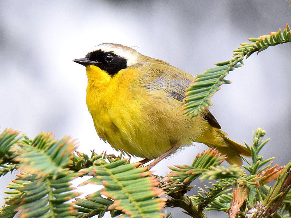 YellowThroat.jpg