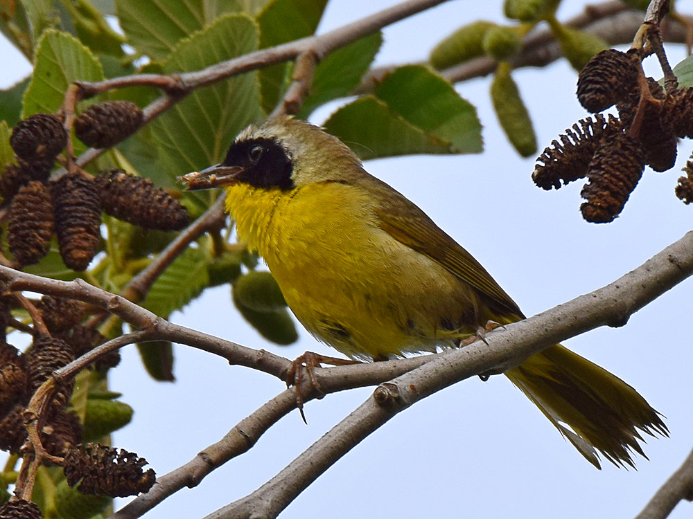 YellowThroat.jpg