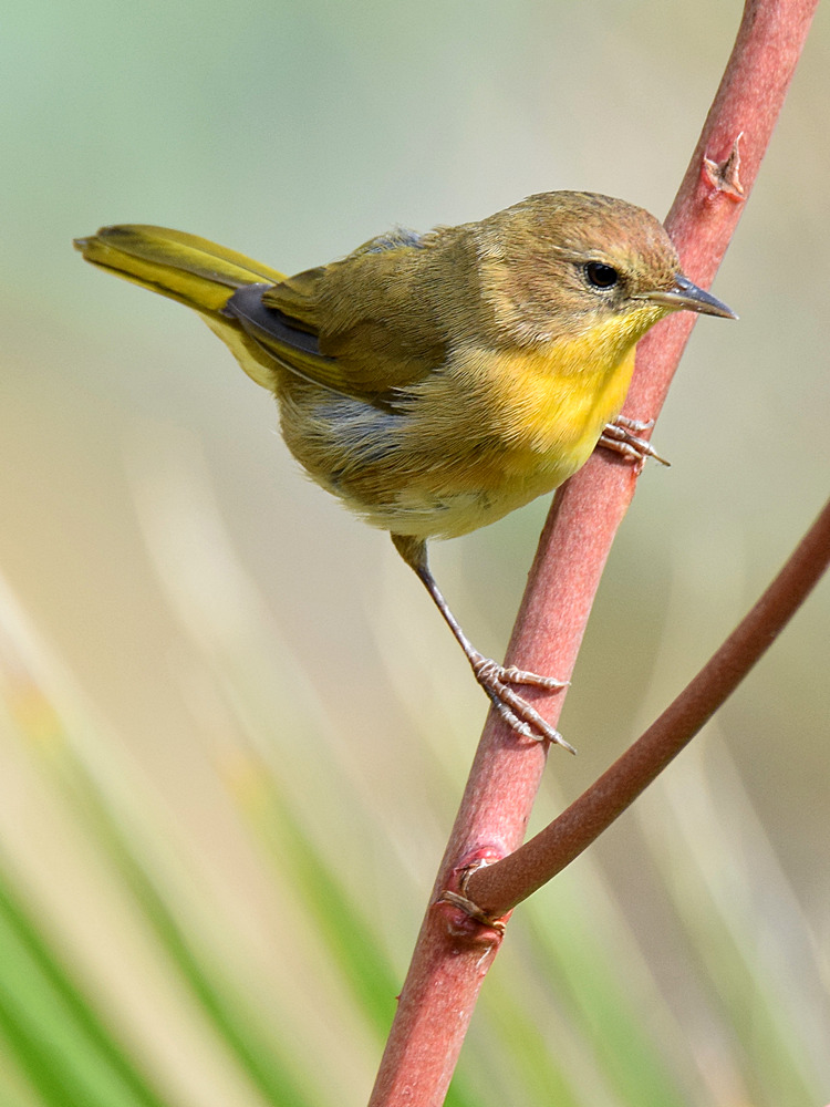 YellowThroat.jpg