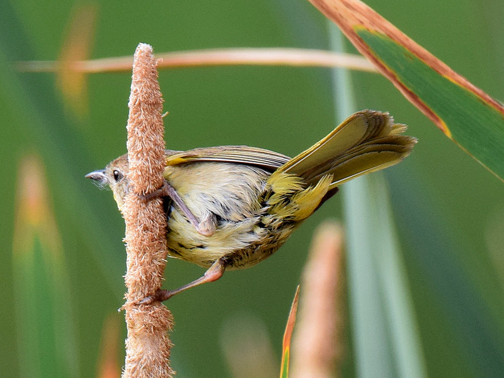 YellowThroat.jpg