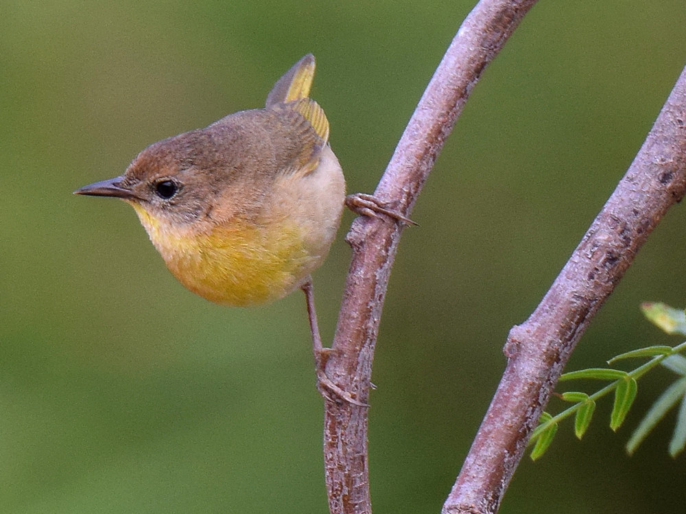 YellowThroat.jpg