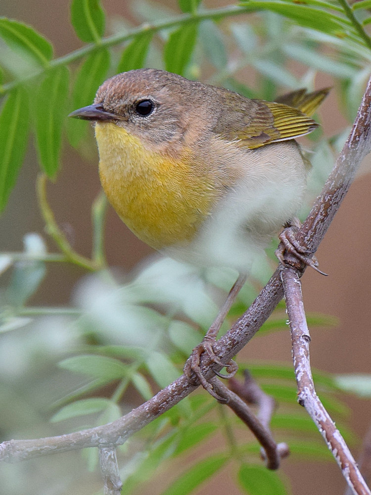 YellowThroat.jpg