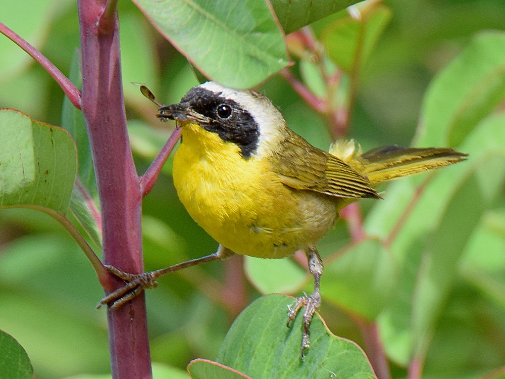 YellowThroat.jpg