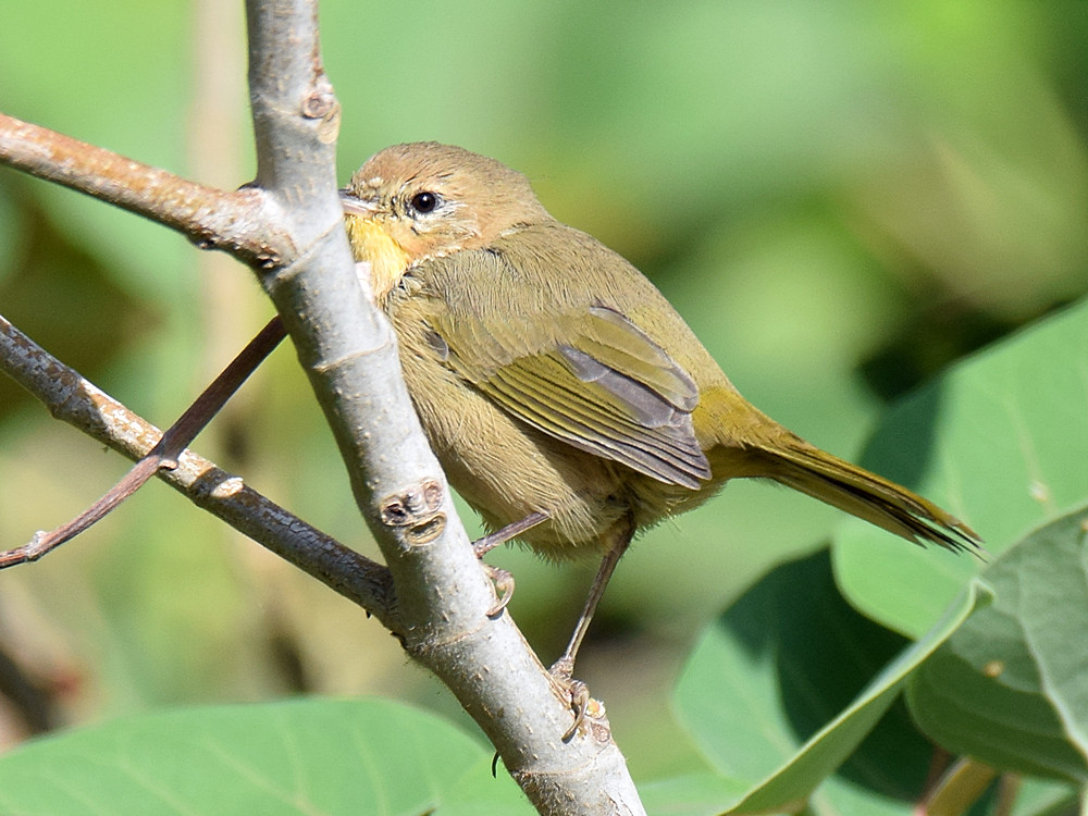 YellowThroat.jpg