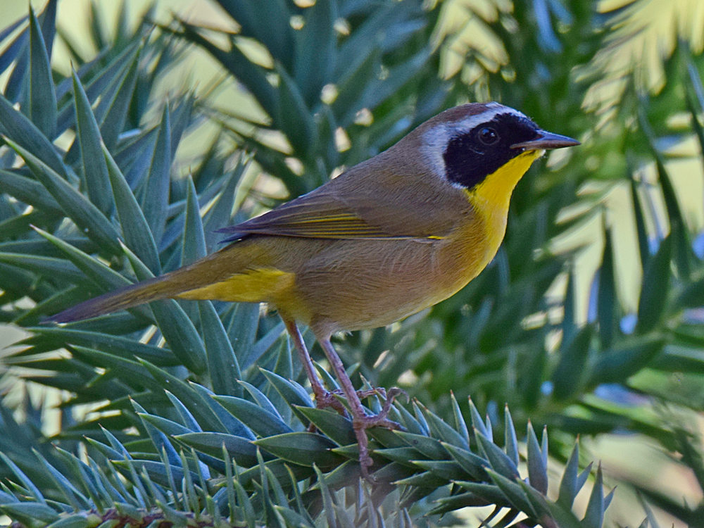 YellowThroat.jpg