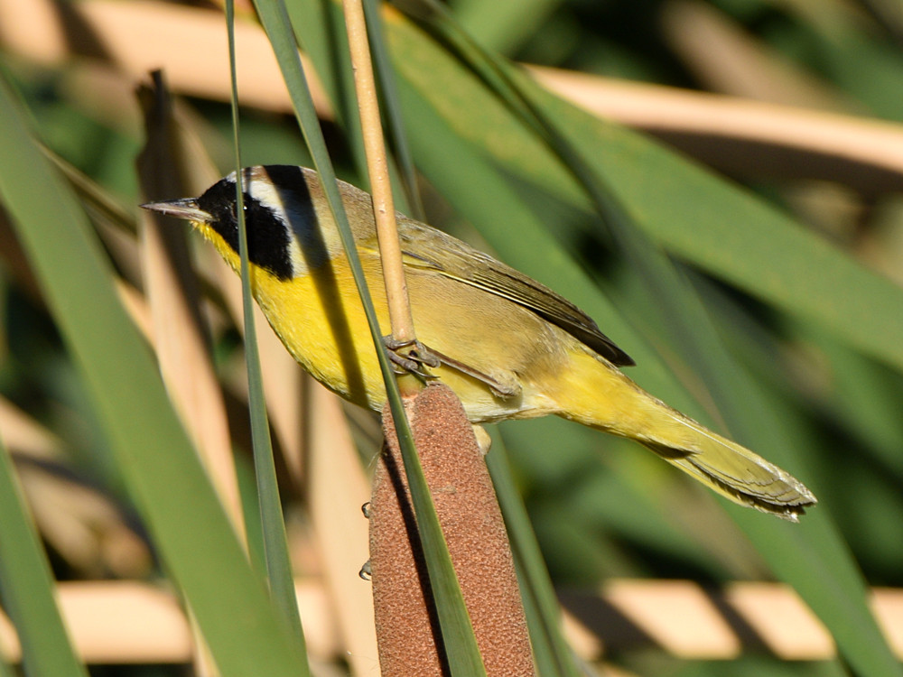 YellowThroat.jpg