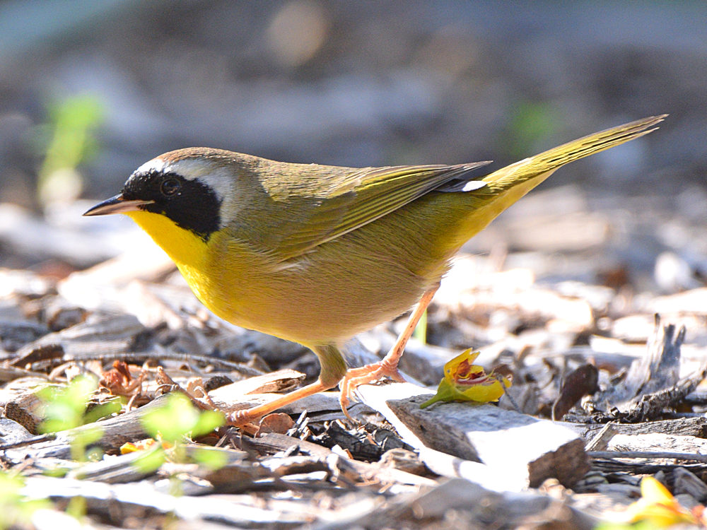 YellowThroat.jpg