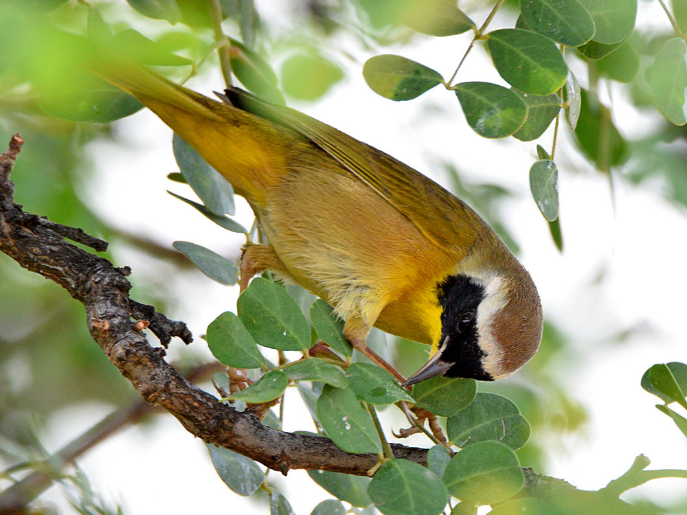 YellowThroat.jpg