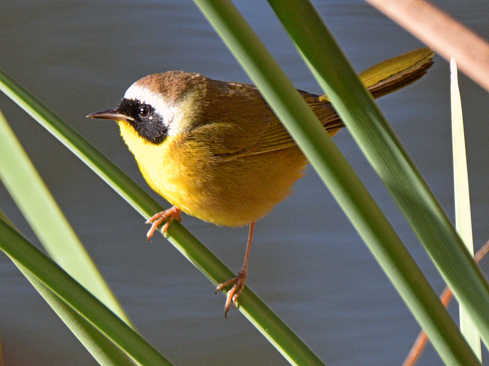 YellowThroat.jpg