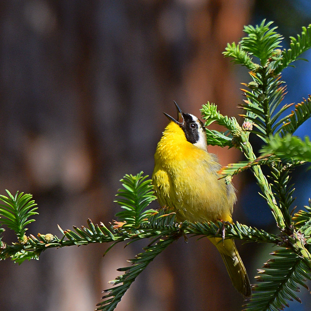 YellowThroat.jpg