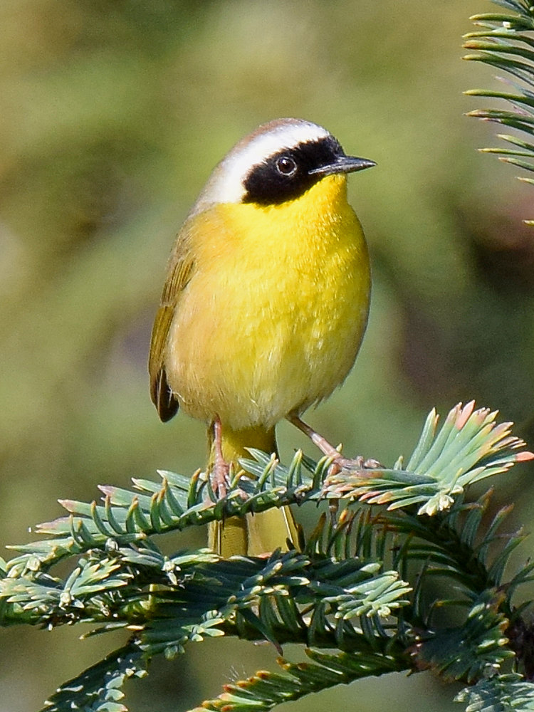 YellowThroat2.jpg