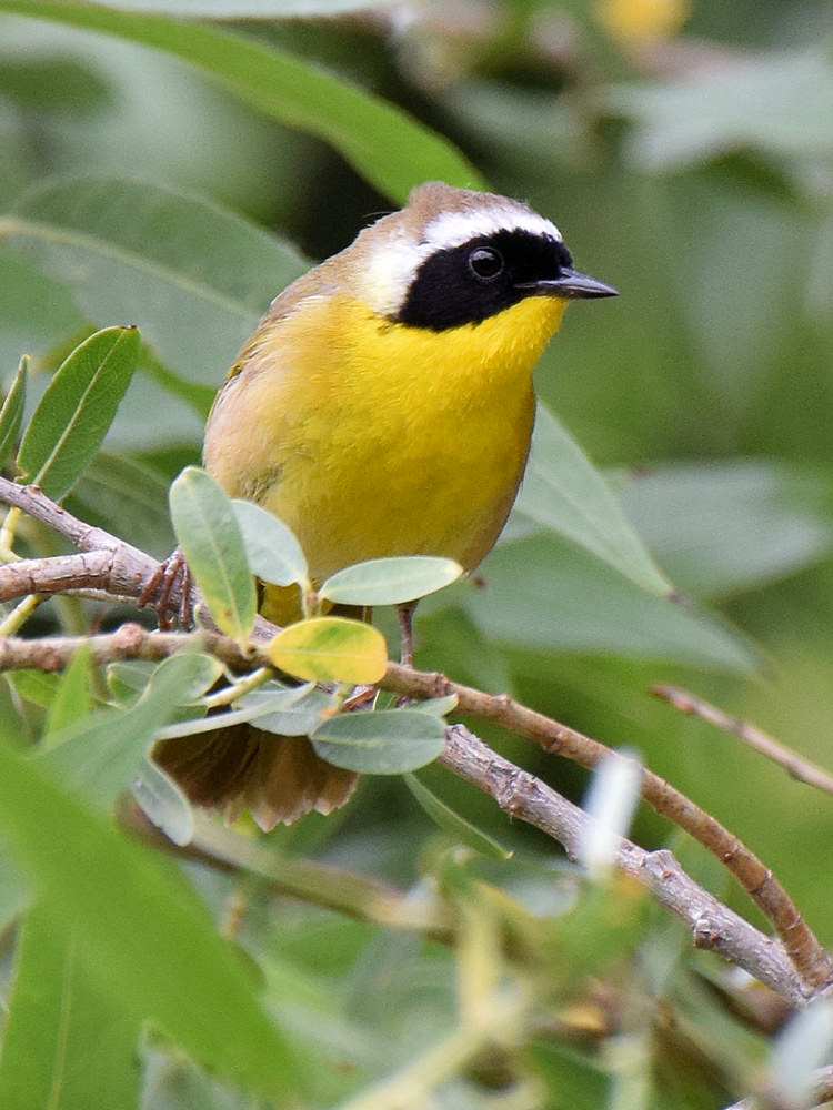 Yellowthroat2.jpg