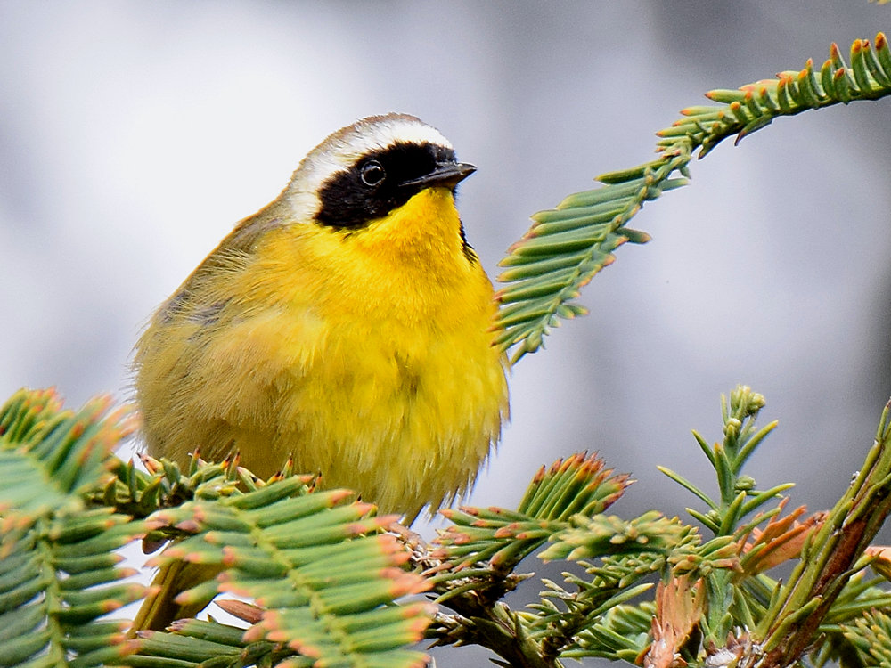 YellowThroat2.jpg