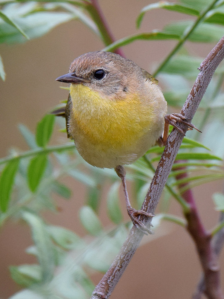 YellowThroat2.jpg