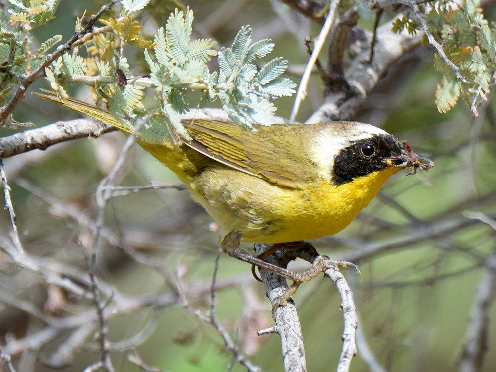 YellowThroat2.jpg
