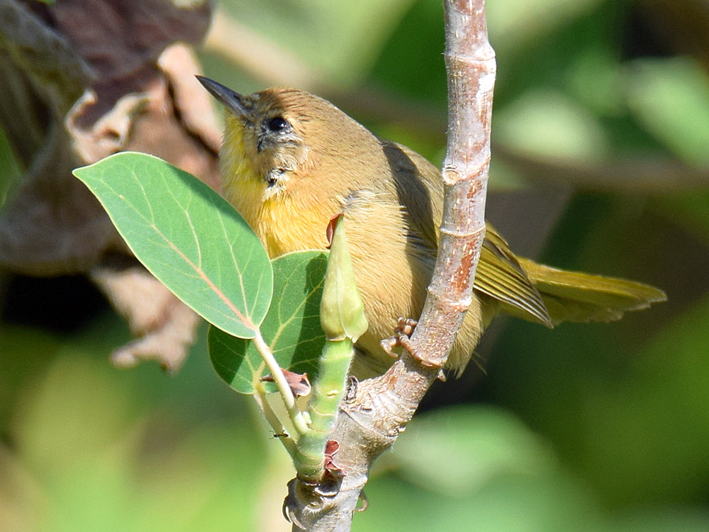 YellowThroat2.jpg