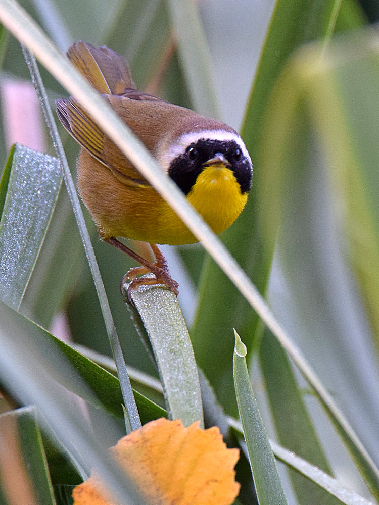 YellowThroat2.jpg