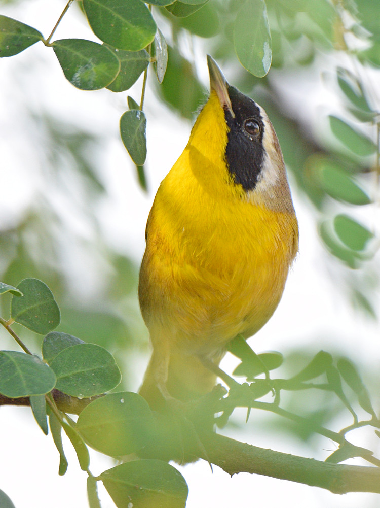 YellowThroat2.jpg