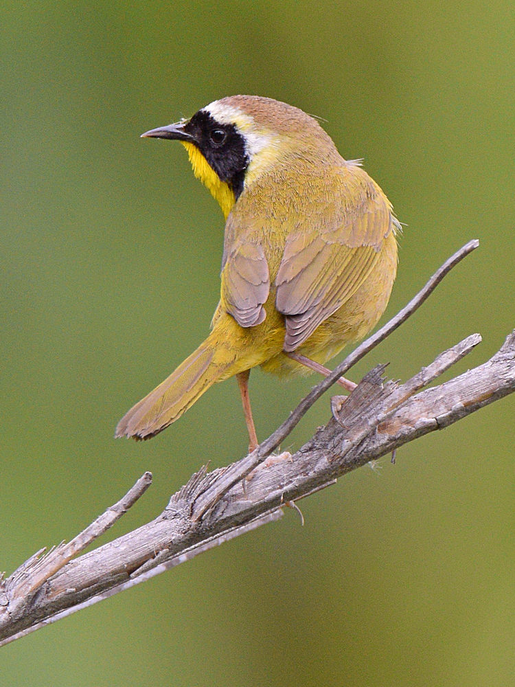 YellowThroat2.jpg