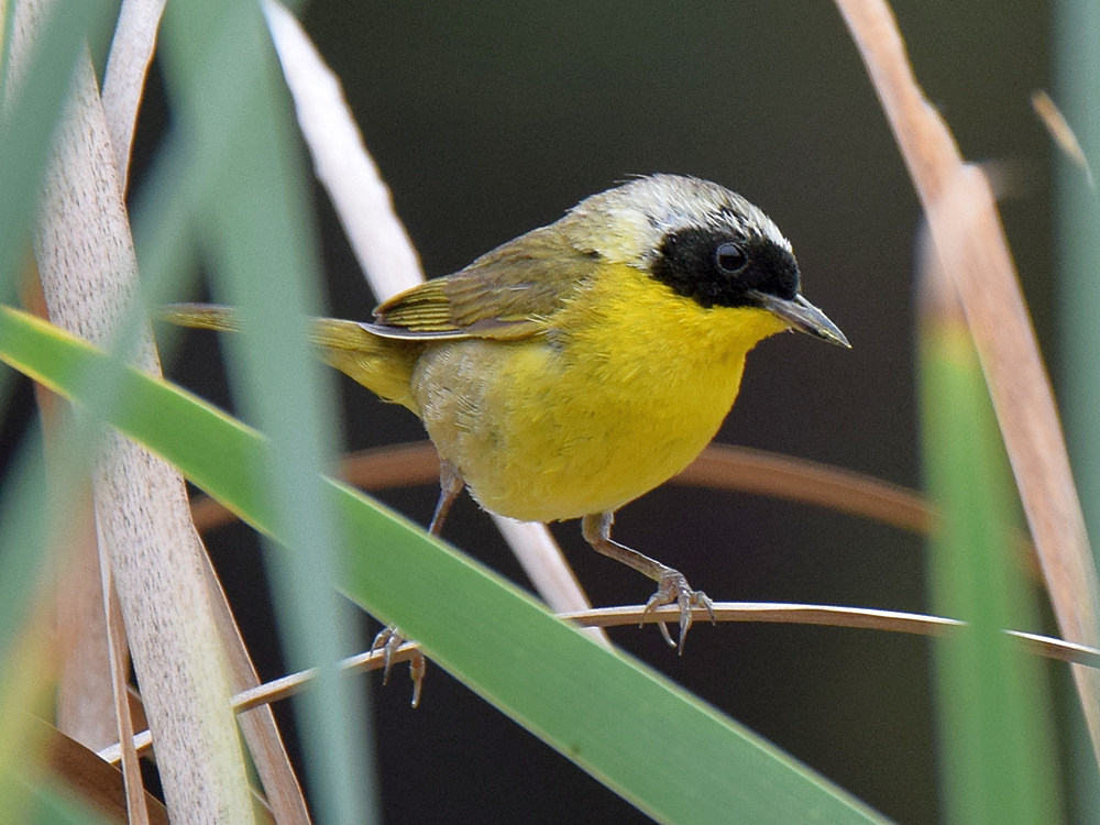 YellowThroat3.jpg