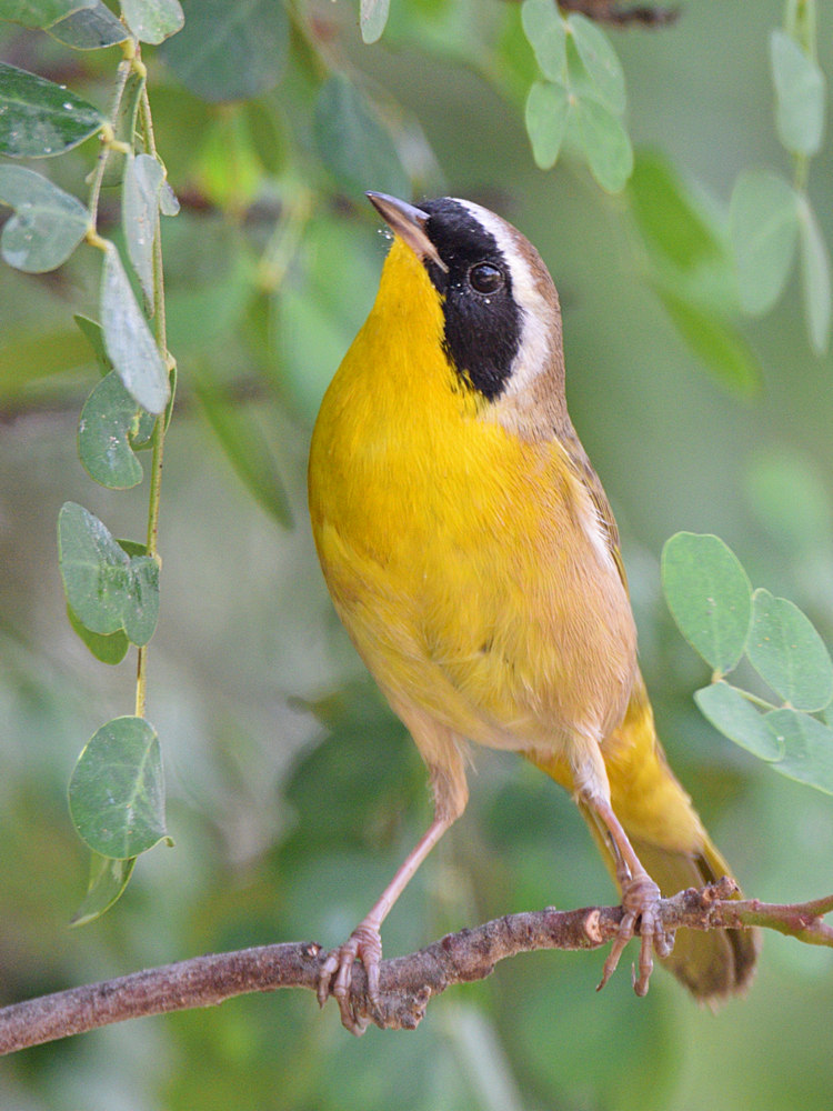 YellowThroat3.jpg