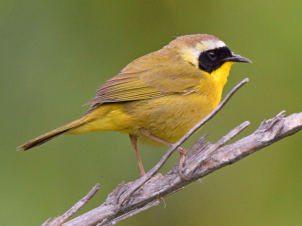 YellowThroat3.jpg