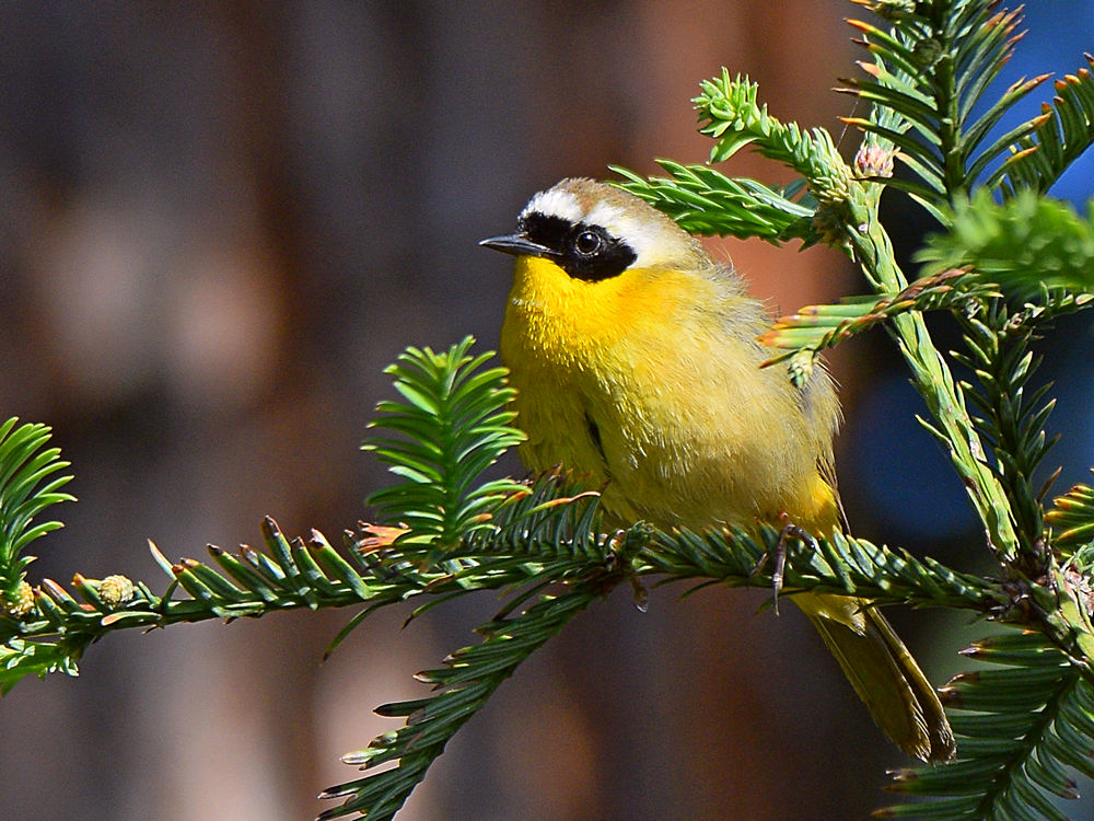 YellowThroat3.jpg