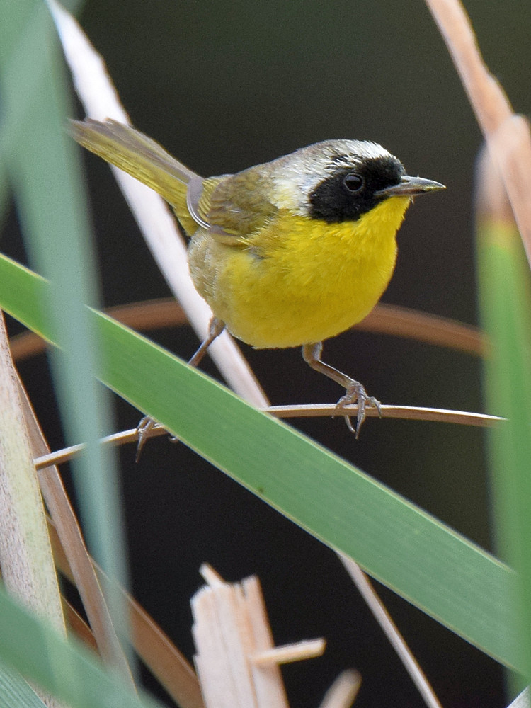 YellowThroat4.jpg