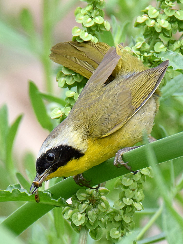 YellowThroat4.jpg
