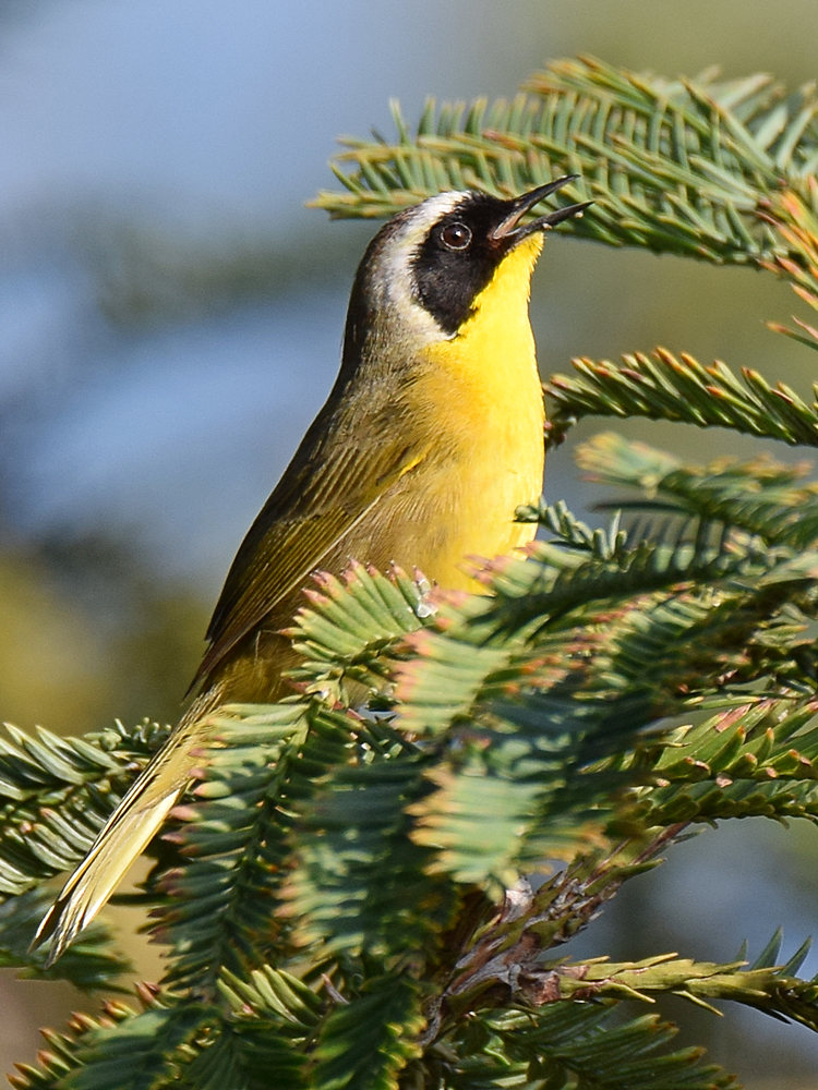 YellowThroat5.jpg