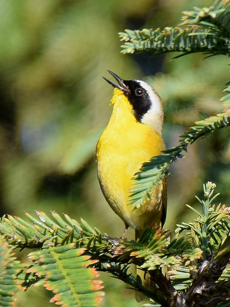 YellowThroat_2015-05-10.jpg