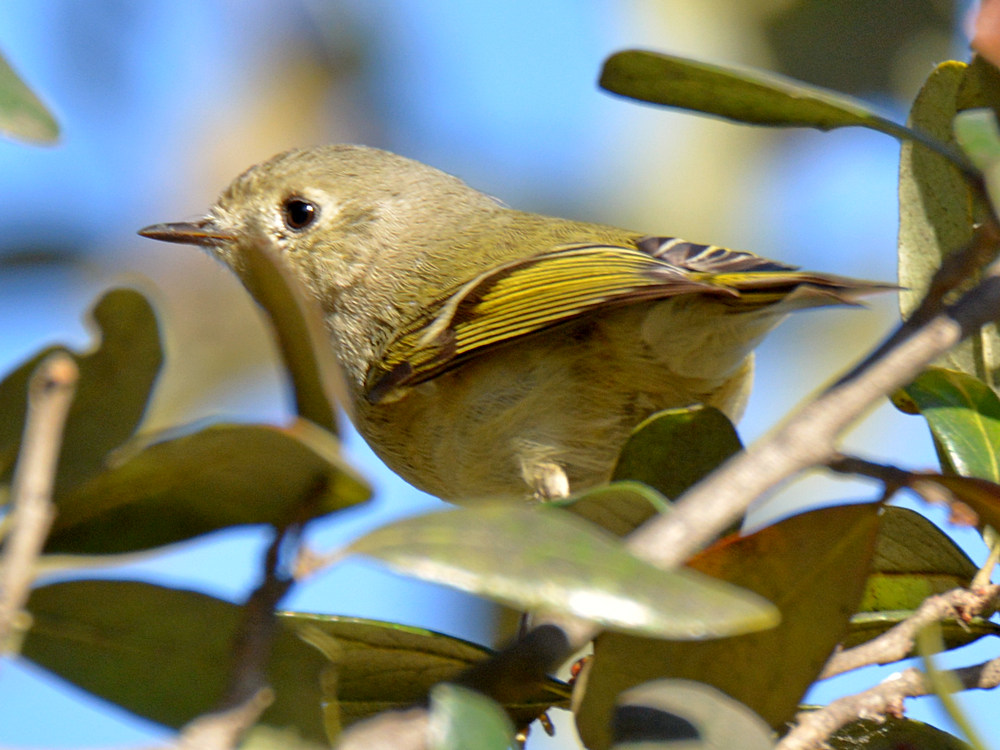 YellowWarbler.jpg