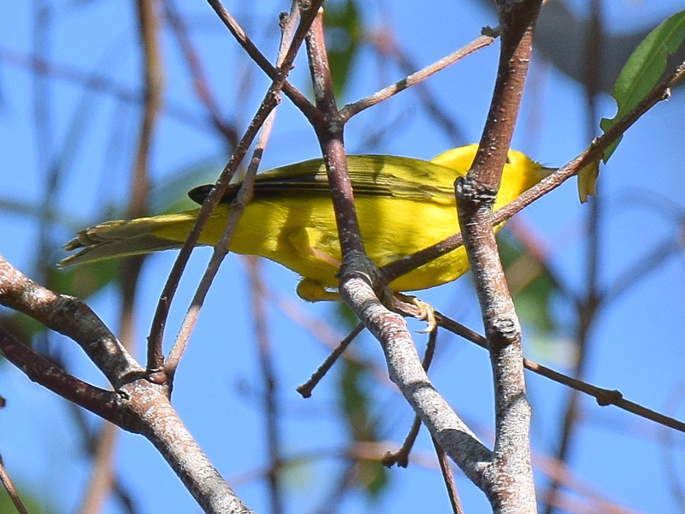 YellowWarbler.jpg