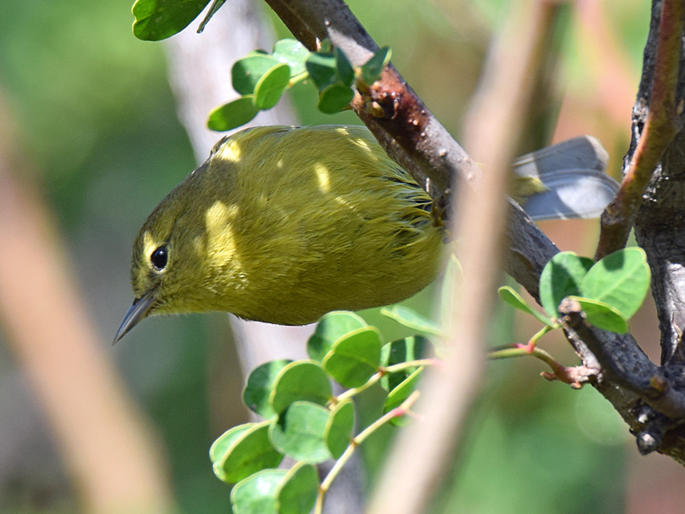 YellowWarbler.jpg