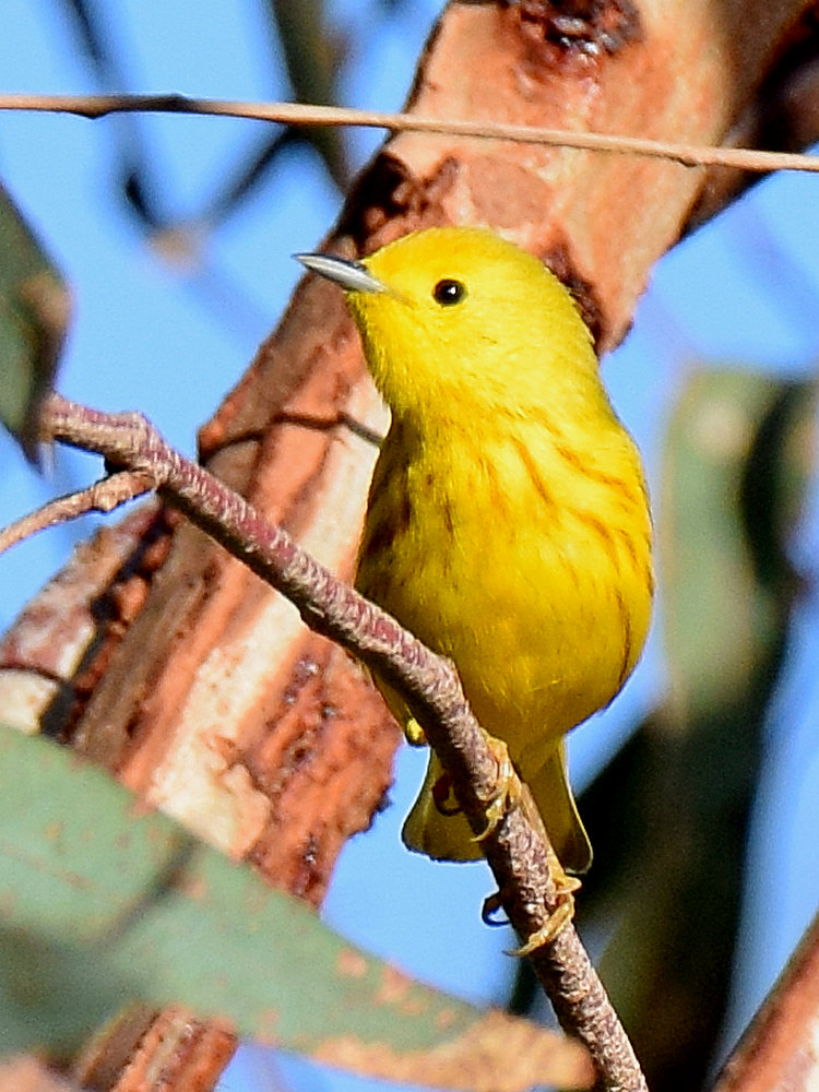 YellowWarbler.jpg