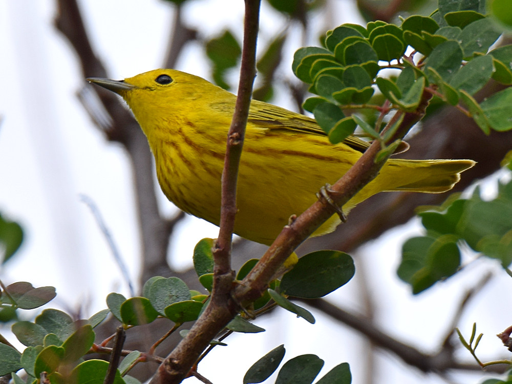 YellowWarbler.jpg