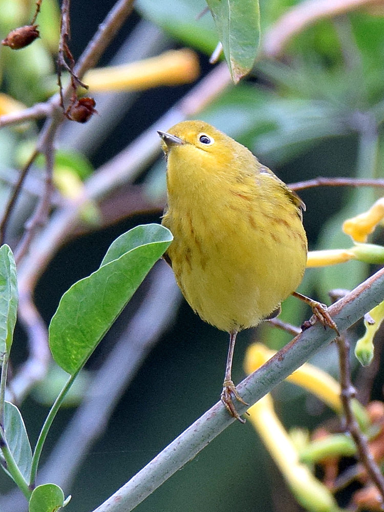 YellowWarbler.jpg