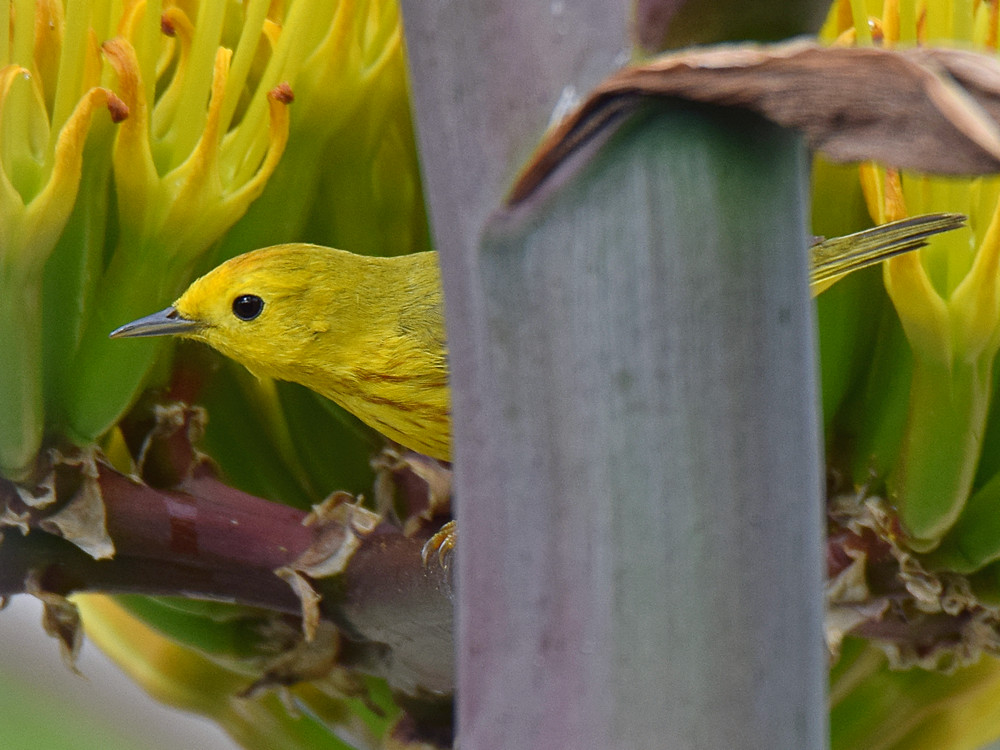 YellowWarbler.jpg