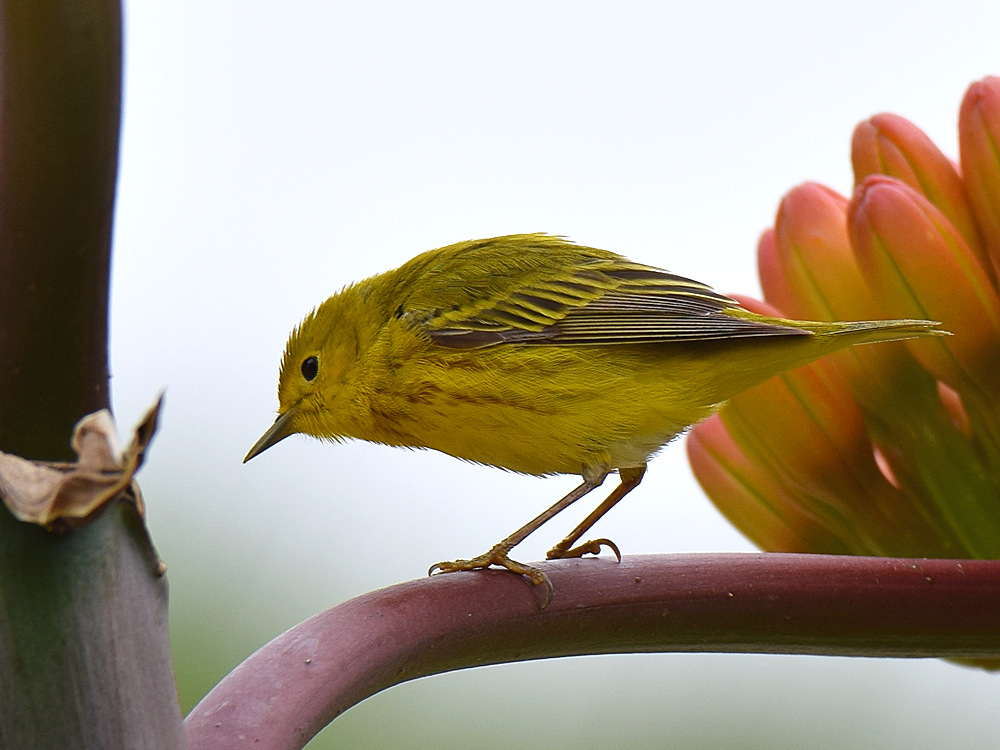 YellowWarbler.jpg