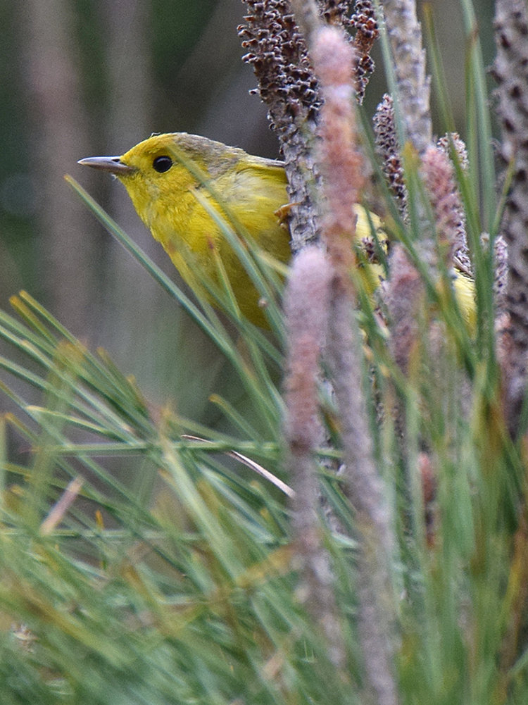 YellowWarbler.jpg