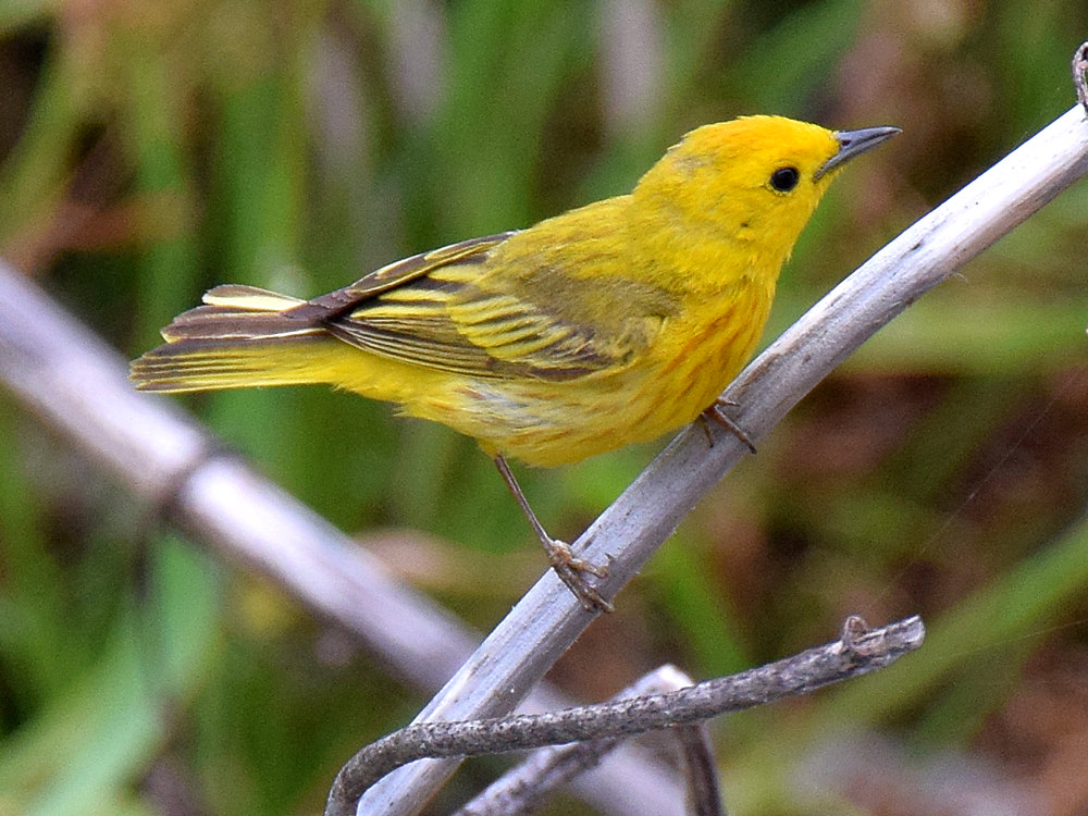 YellowWarbler.jpg