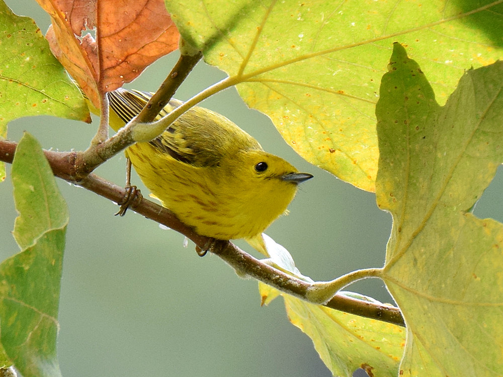 YellowWarbler.jpg