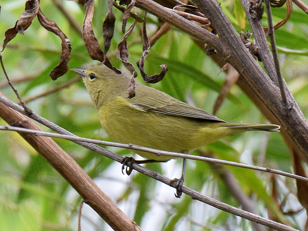 YellowWarbler.jpg