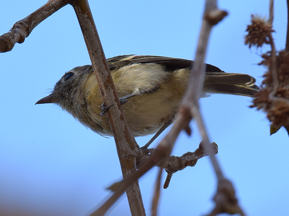 YellowWarbler.jpg