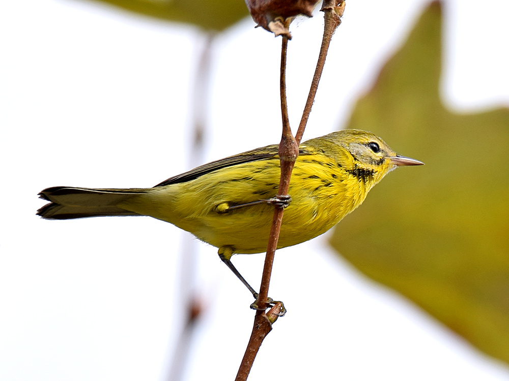 YellowWarbler.jpg