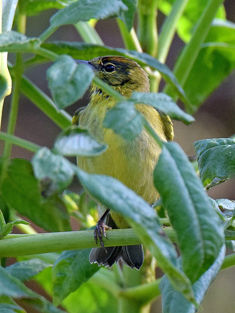 YellowWarbler.jpg