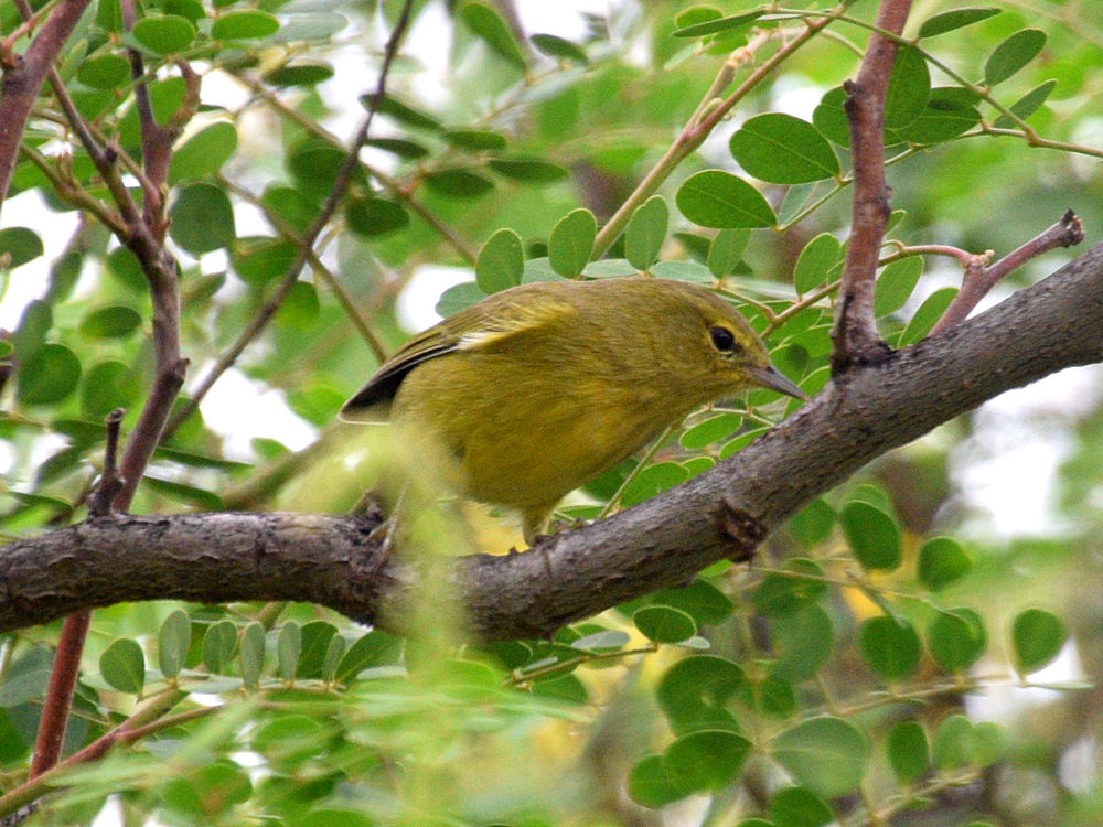 YellowWarbler.jpg